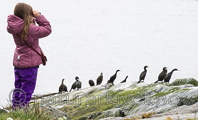 BB 15 0308 / Phalacrocorax aristotelis / Toppskarv